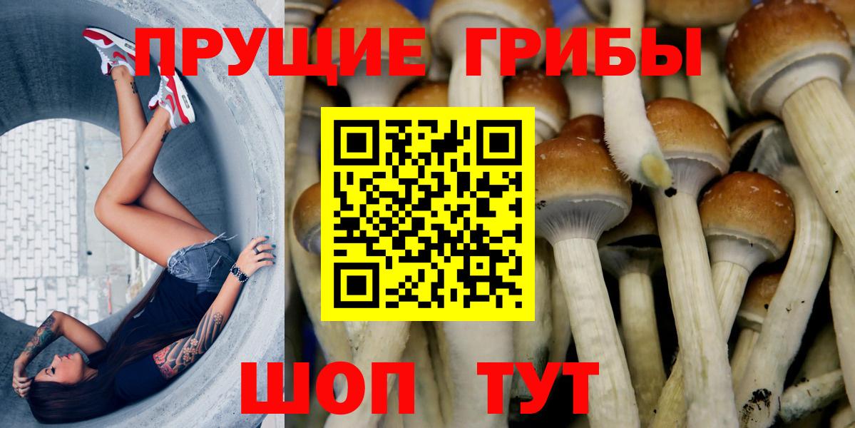 Псилоцибиновые грибы Cubensis Сочи